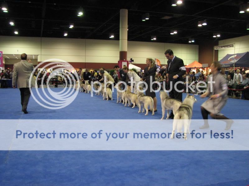 Went to the Eukanuba National Dog Show